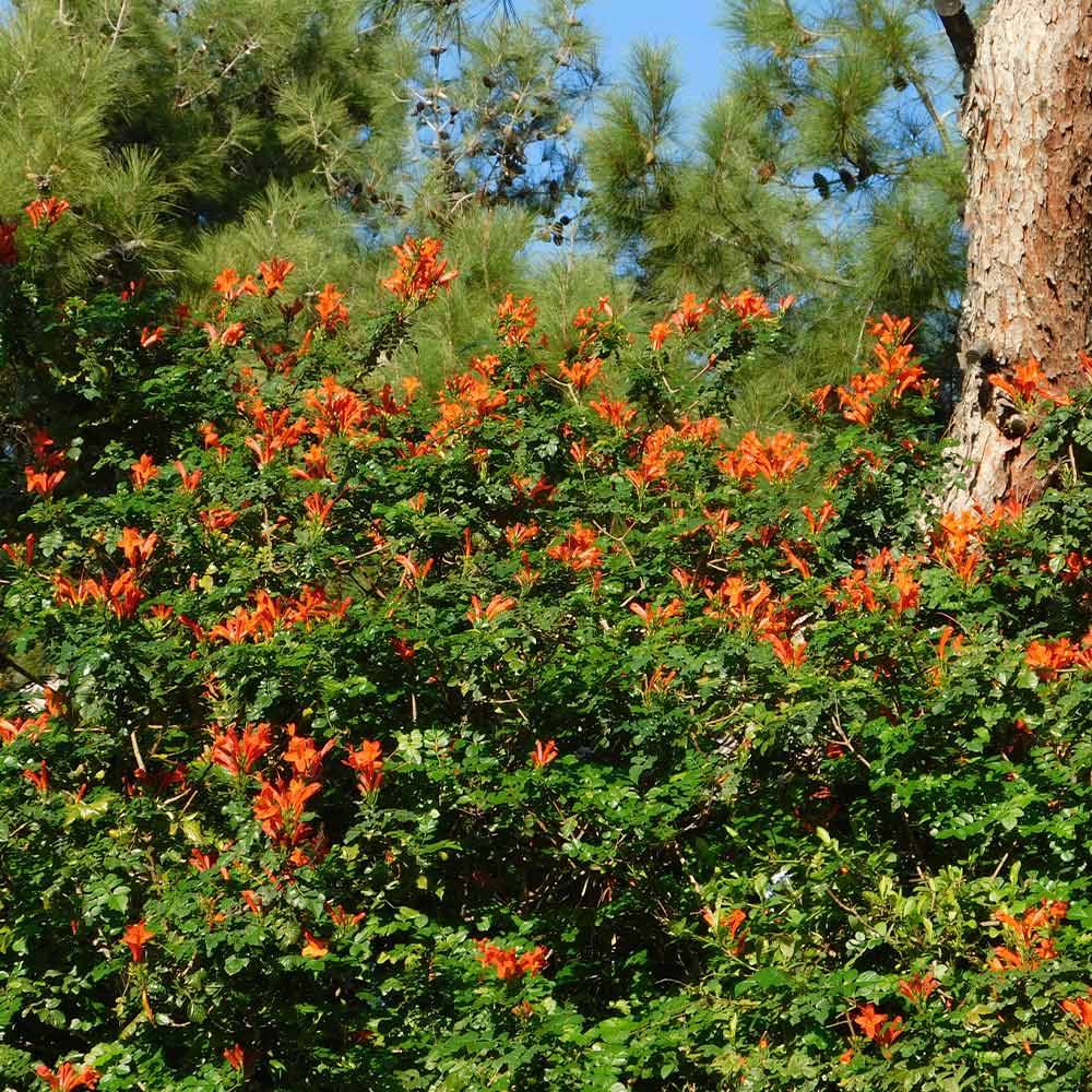Cape Honeysuckle Vine - Image 3