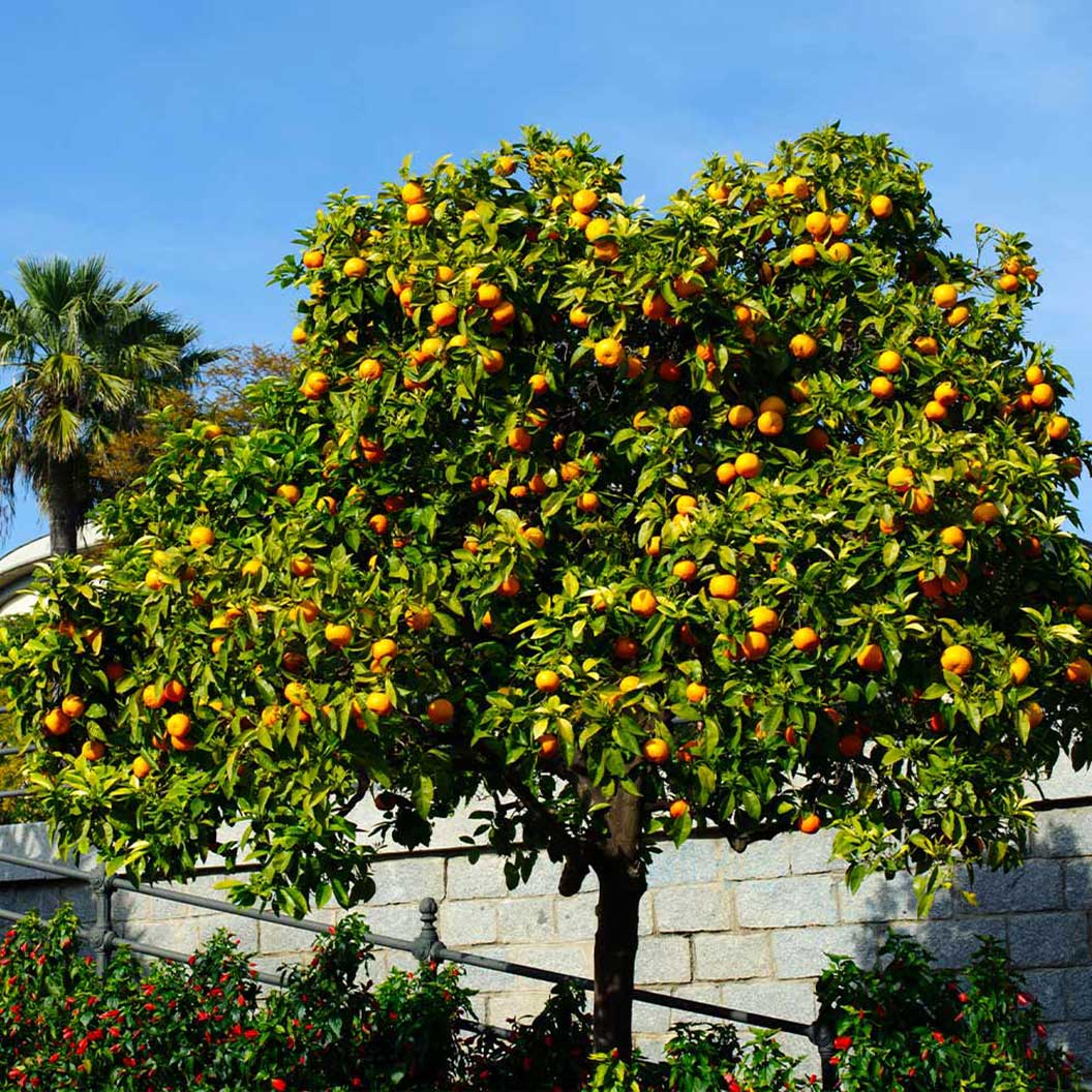 Cara Cara Orange Tree - Image 3