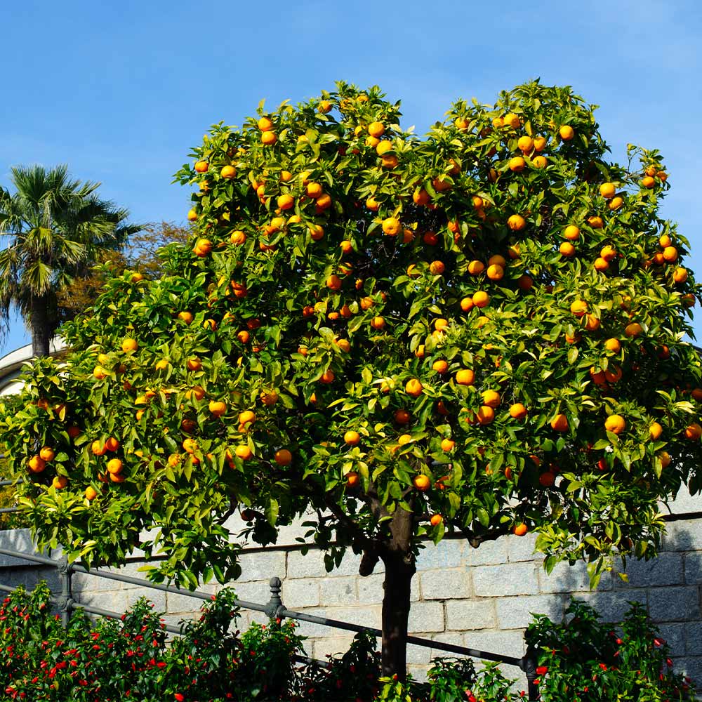 Cara Cara Orange Tree - Image 3