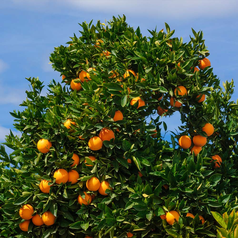 Cara Cara Orange Tree - Image 7