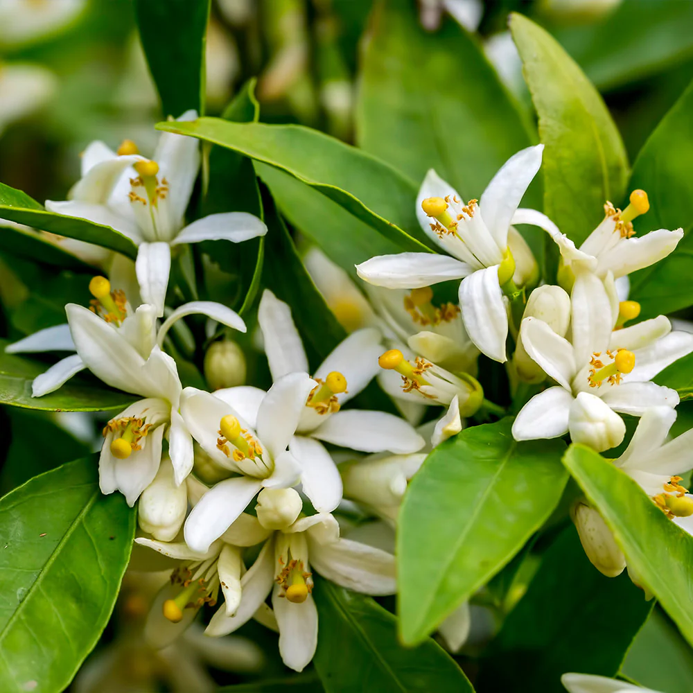 Cara Cara Orange Tree - Image 4