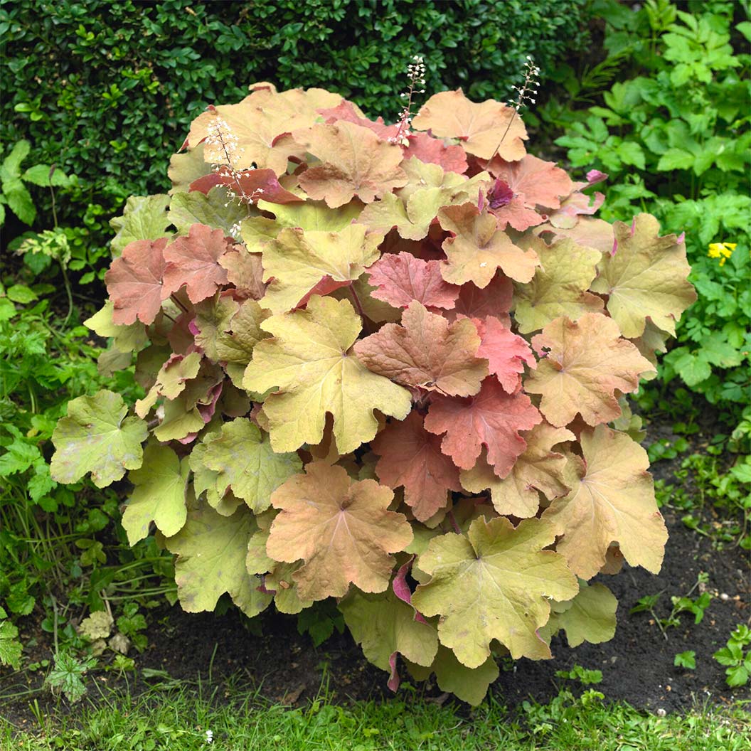 Caramel Heuchera Plant - Image 2
