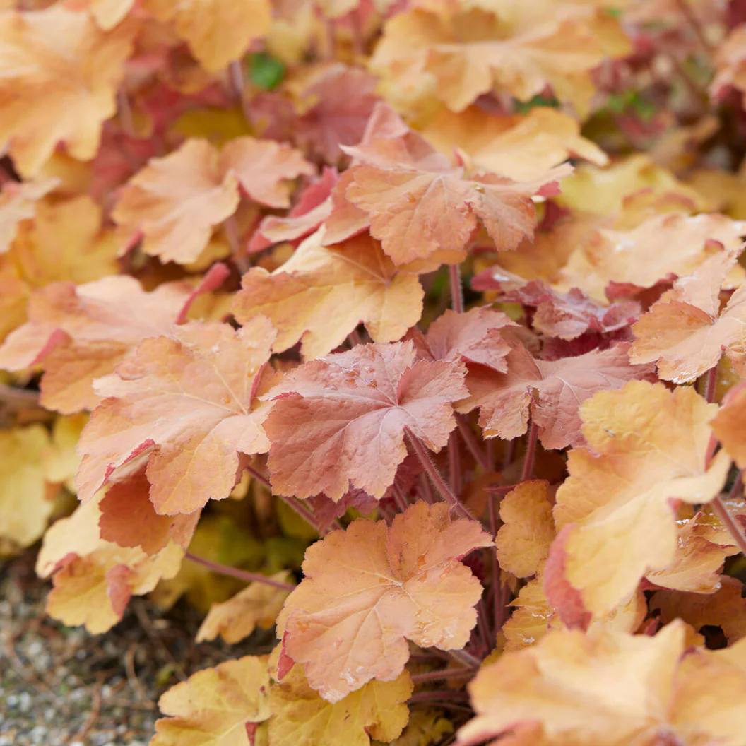 Caramel Heuchera Plant - Image 3
