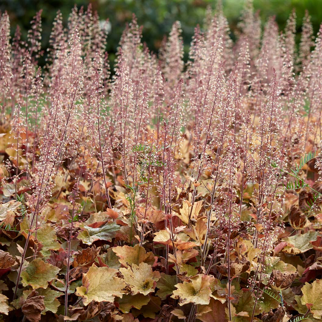 Caramel Heuchera Plant - Image 4