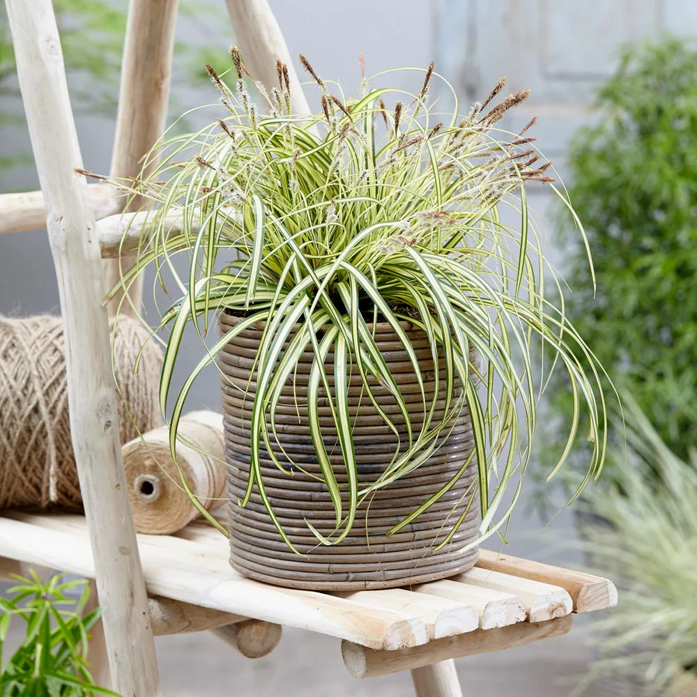 Carex Evergold (Japanese Sedge) - Image 3