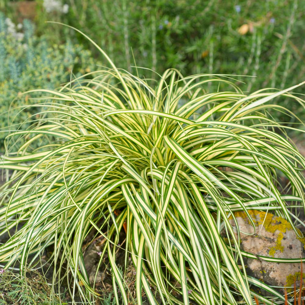 Carex Evergold (Japanese Sedge) - Image 4