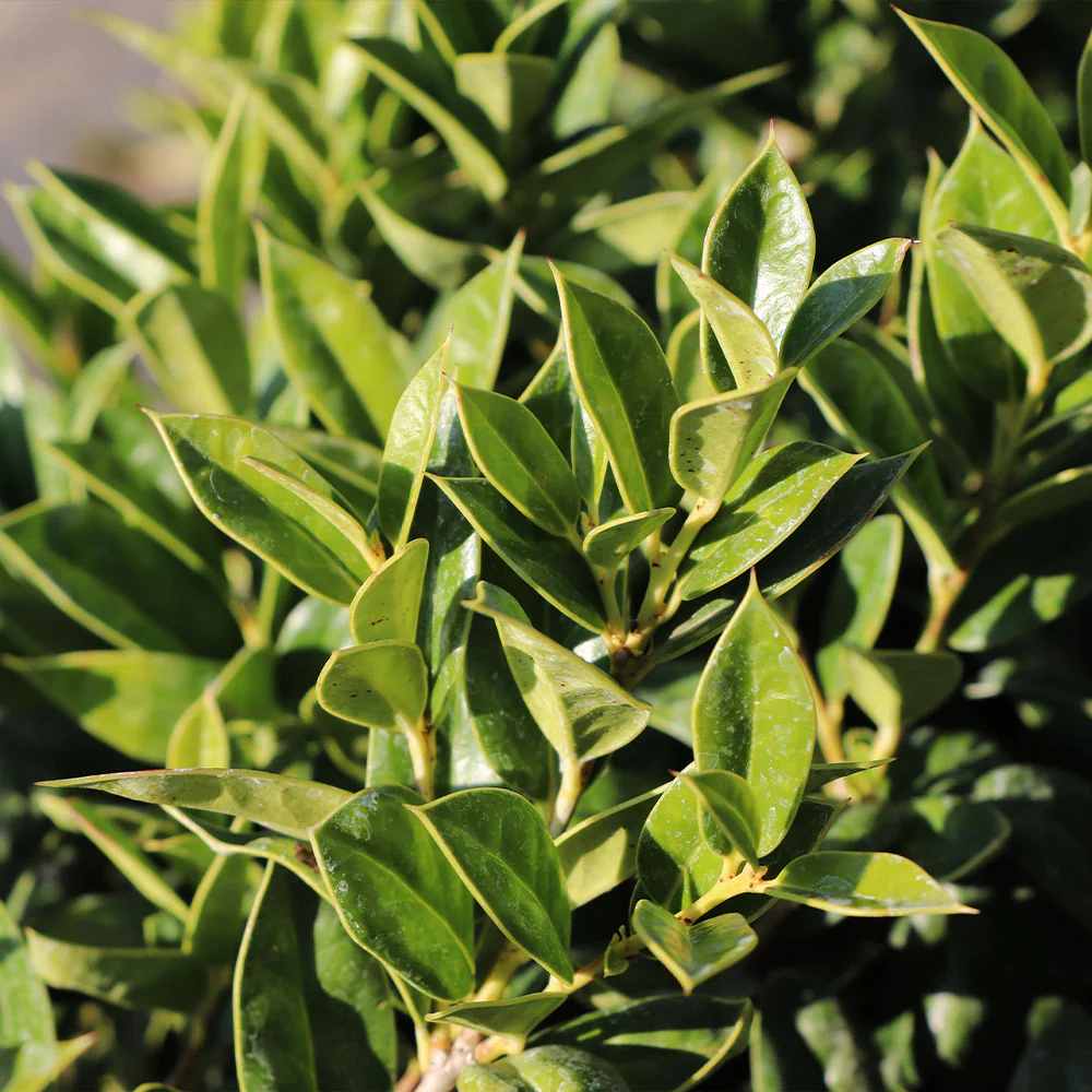Carissa Holly Shrub - Image 3