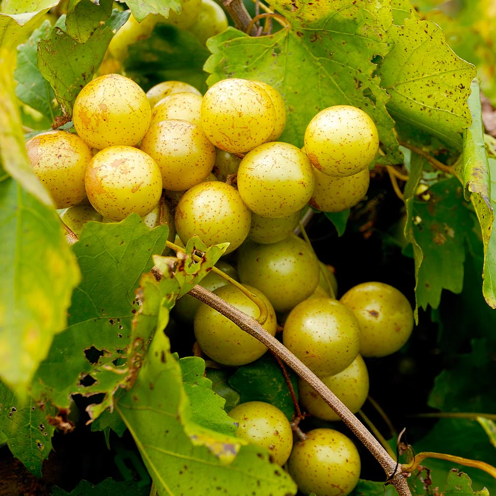 Carlos Muscadine Grape - Image 2