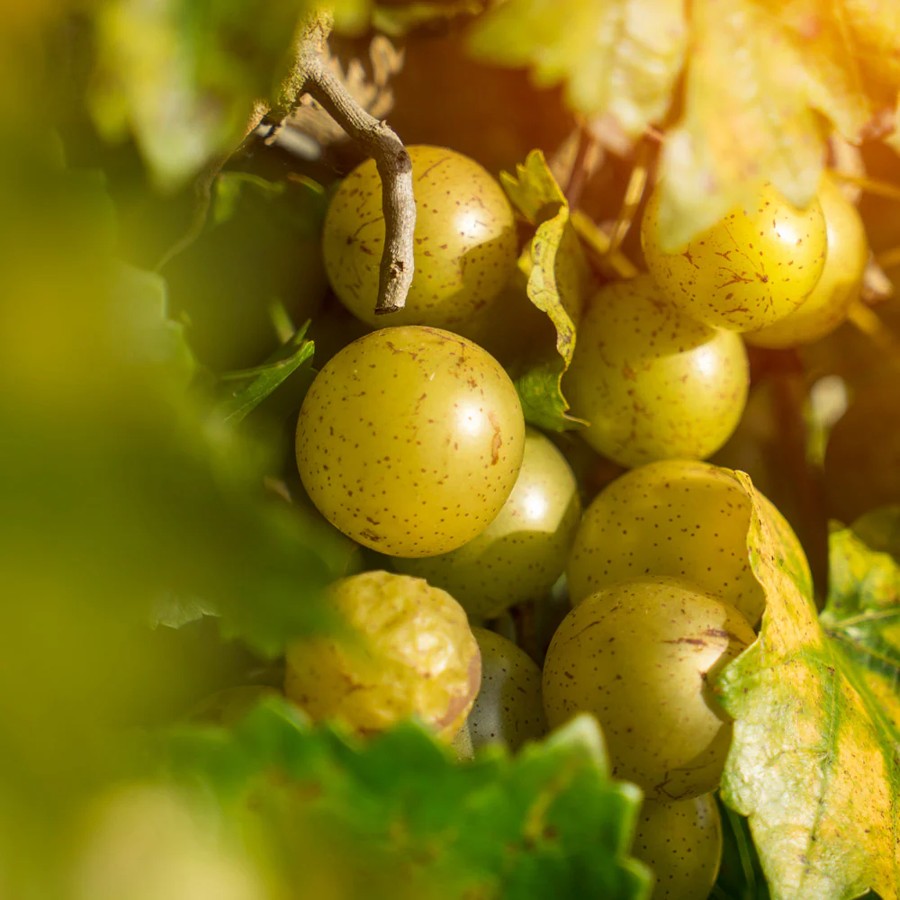 Carlos Muscadine Grape - Image 3