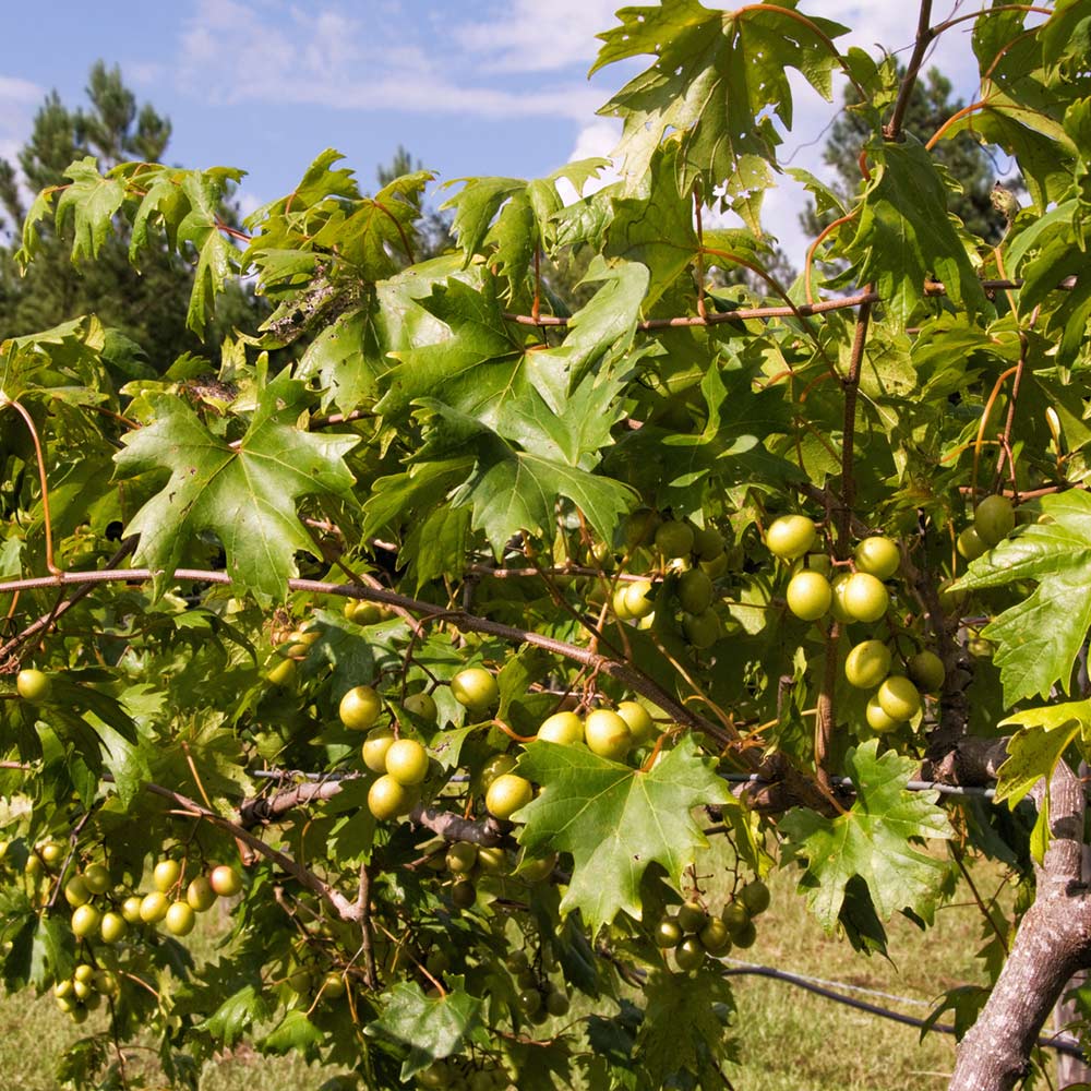Carlos Muscadine Grape - Image 4
