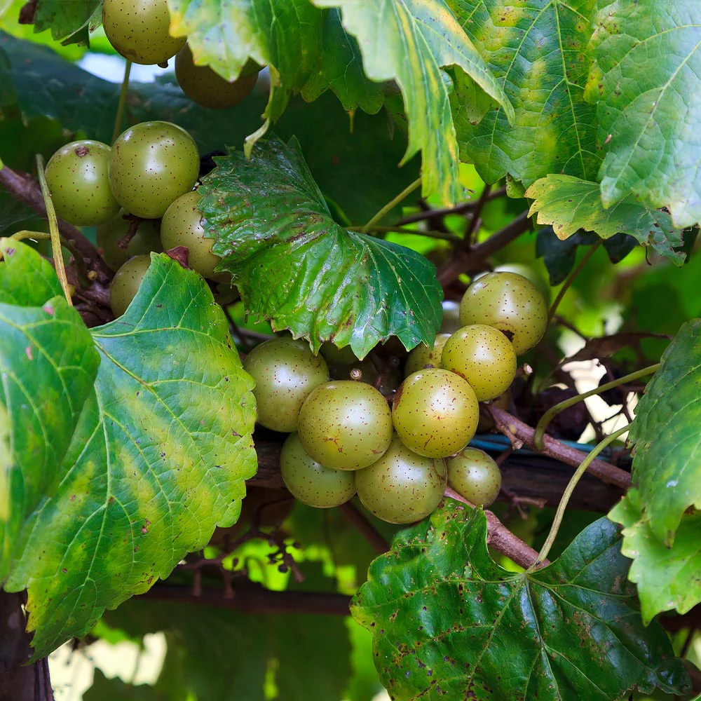 Carlos Muscadine Grape - Image 5