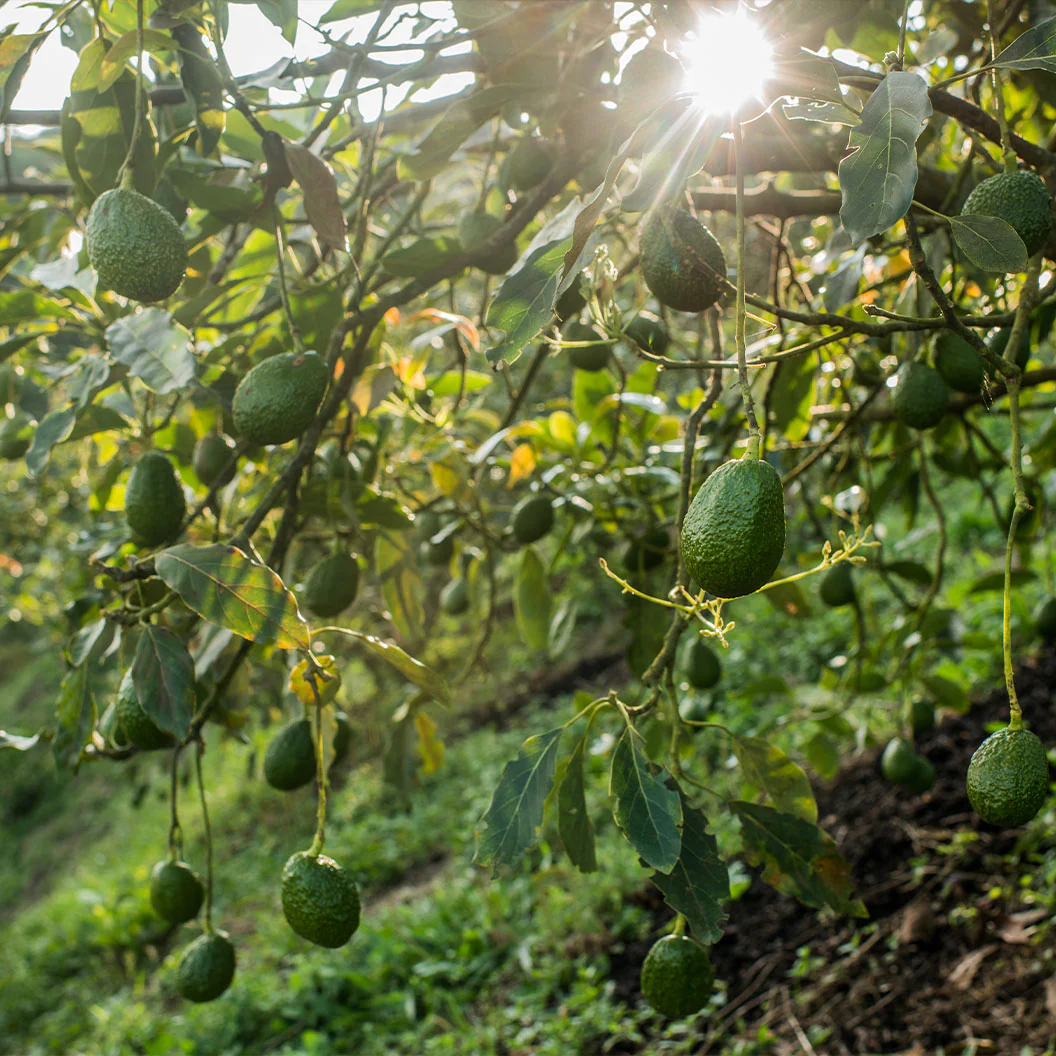 Carmen-Hass® Avocado Tree - Image 2