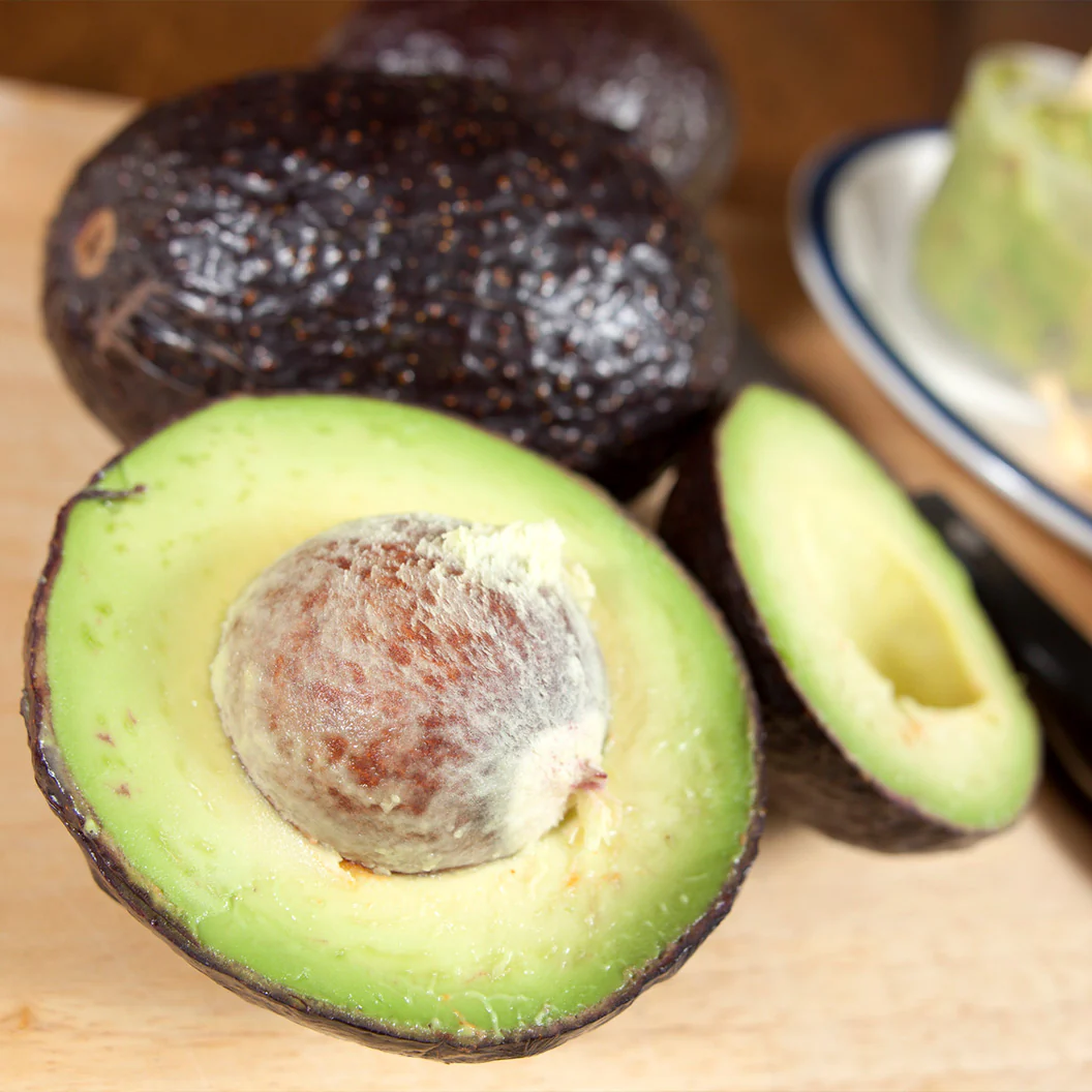 Carmen-Hass® Avocado Tree - Image 3