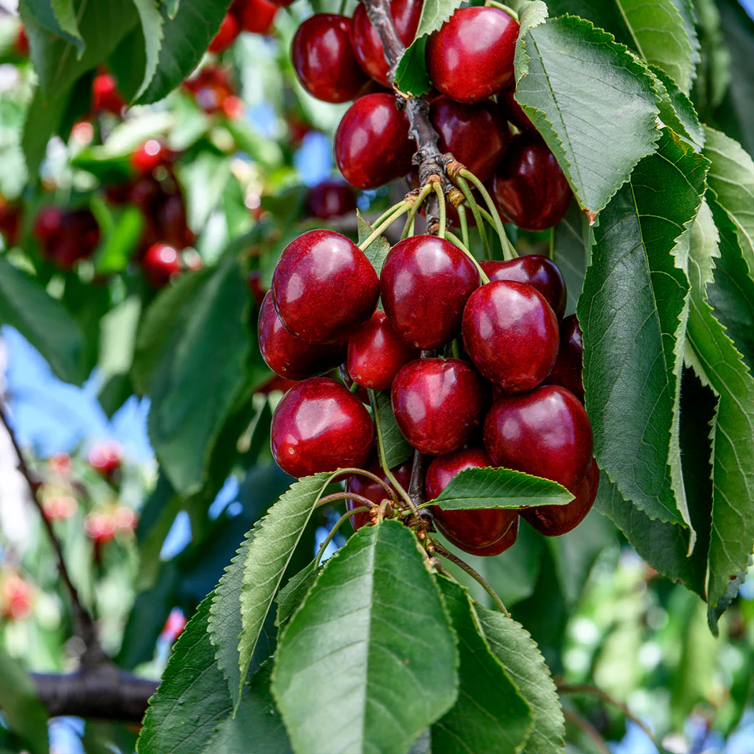 Carmine Jewel Dwarf Cherry Shrub - Image 2