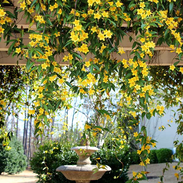 Carolina Jasmine Arizona