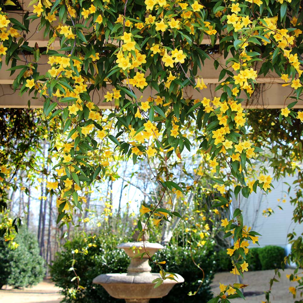 Carolina Jasmine Arizona - Image 2