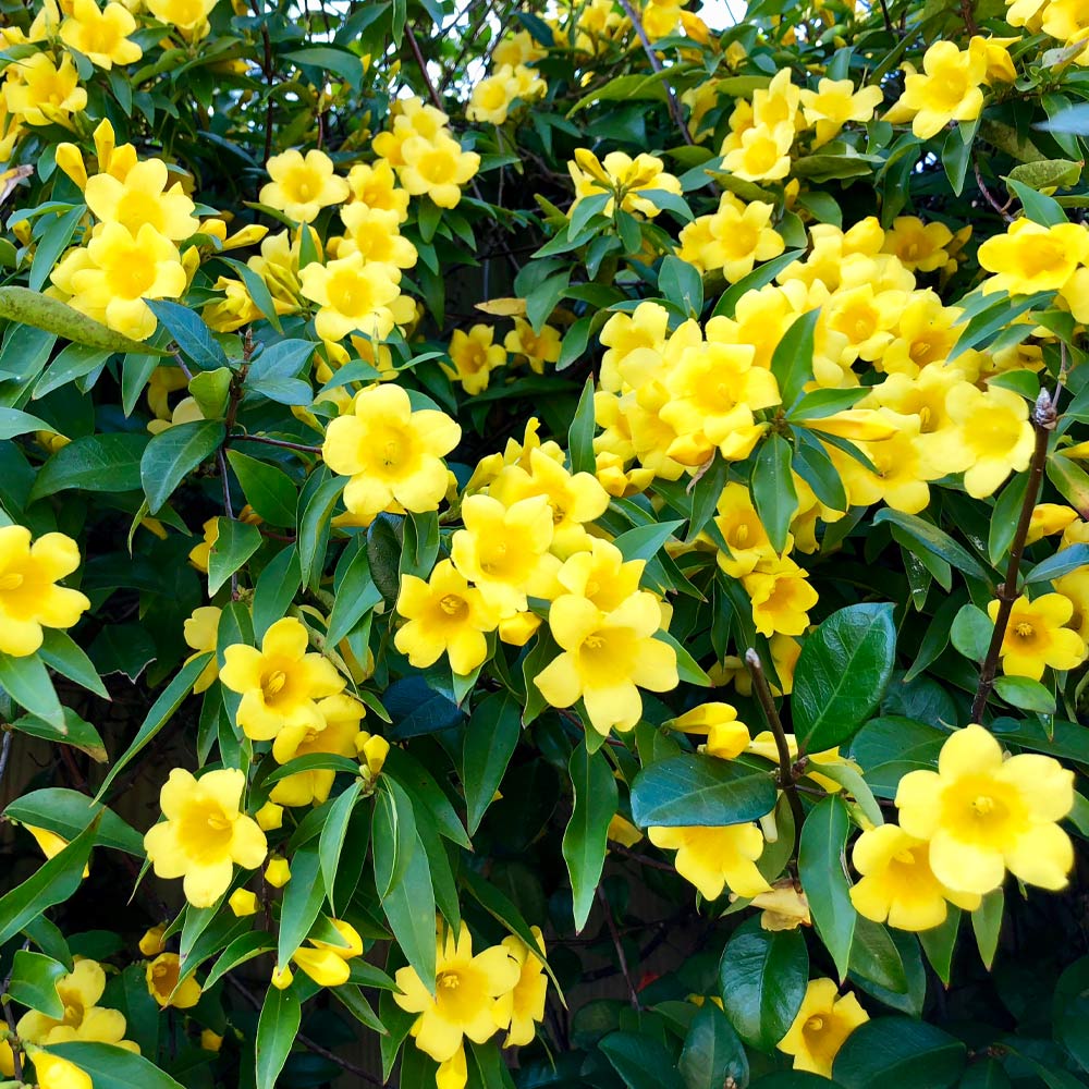 Carolina Jasmine Arizona - Image 3