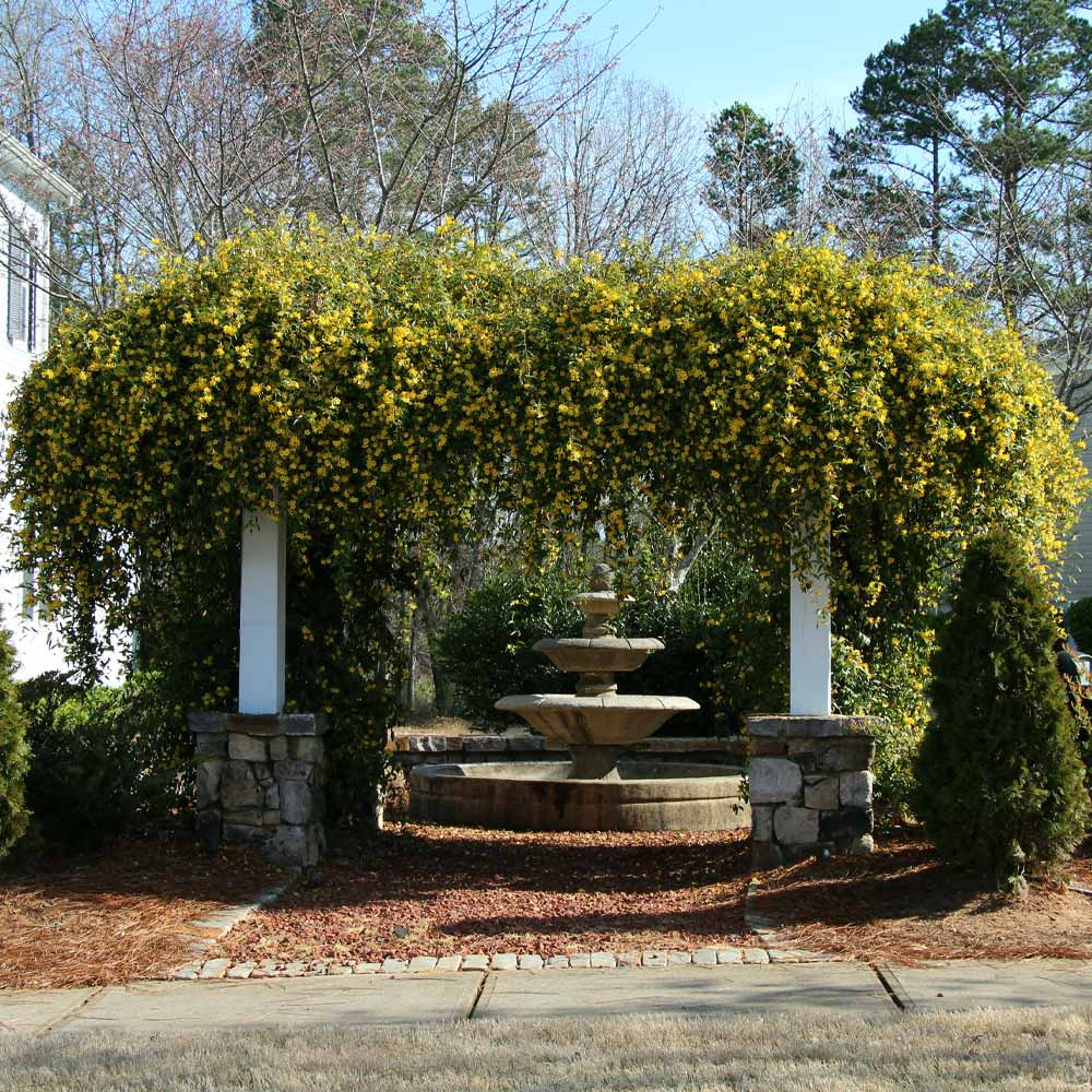 Carolina Jasmine Arizona - Image 4