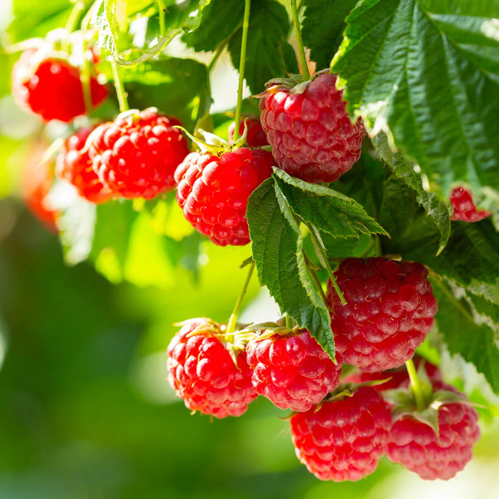 Caroline Raspberry Bush - USDA Organic - Image 2