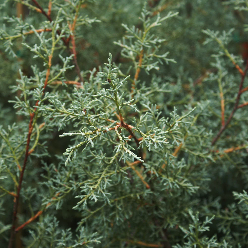 Carolina Sapphire Cypress Tree - Image 3