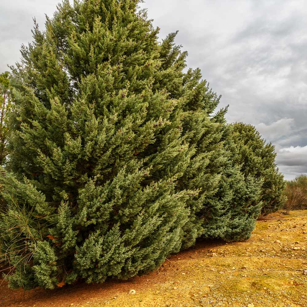 Carolina Sapphire Cypress Tree - Image 4