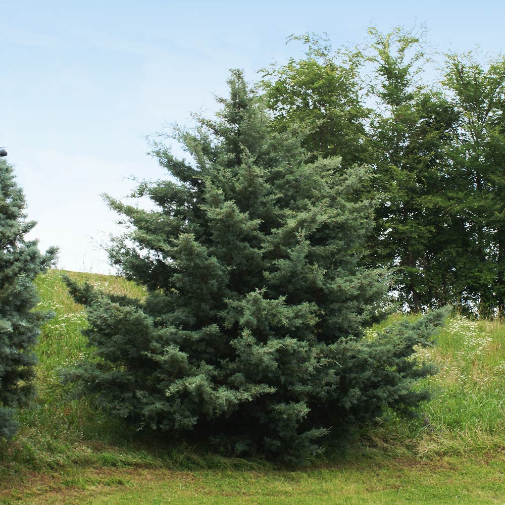 Carolina Sapphire Cypress Tree - Image 5