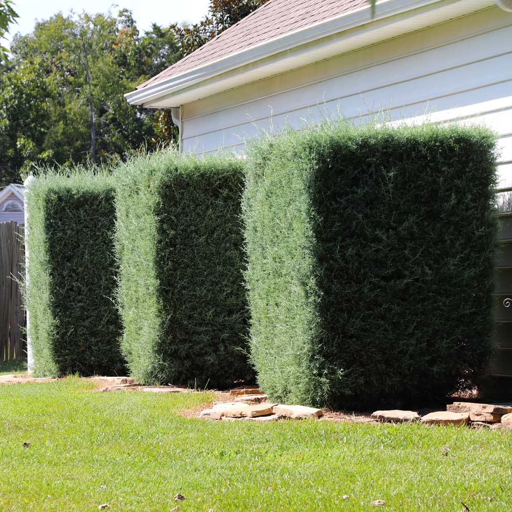 Carolina Sapphire Cypress Tree - Image 6