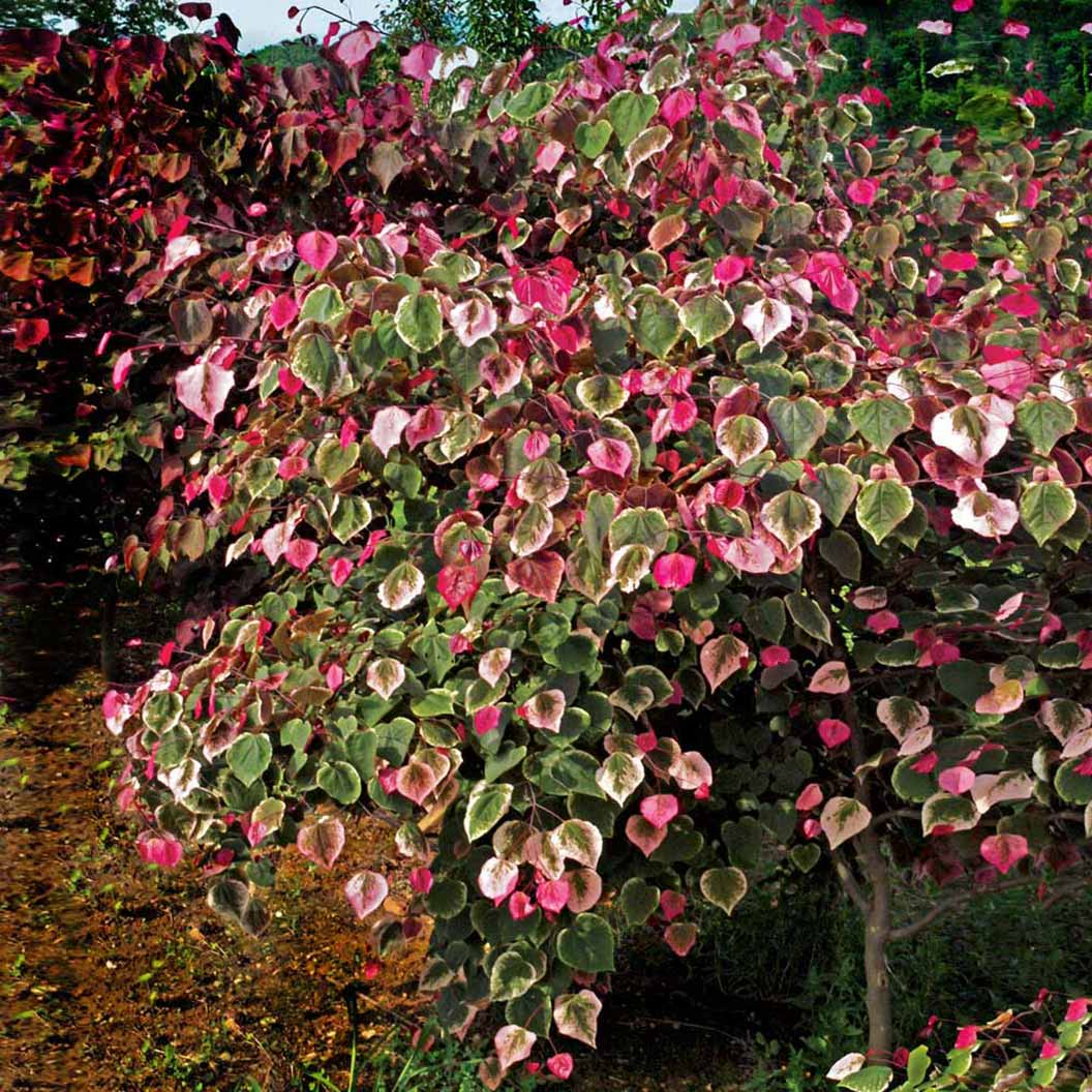 Bloomables® Carolina Sweetheart® Redbud Tree - Image 3