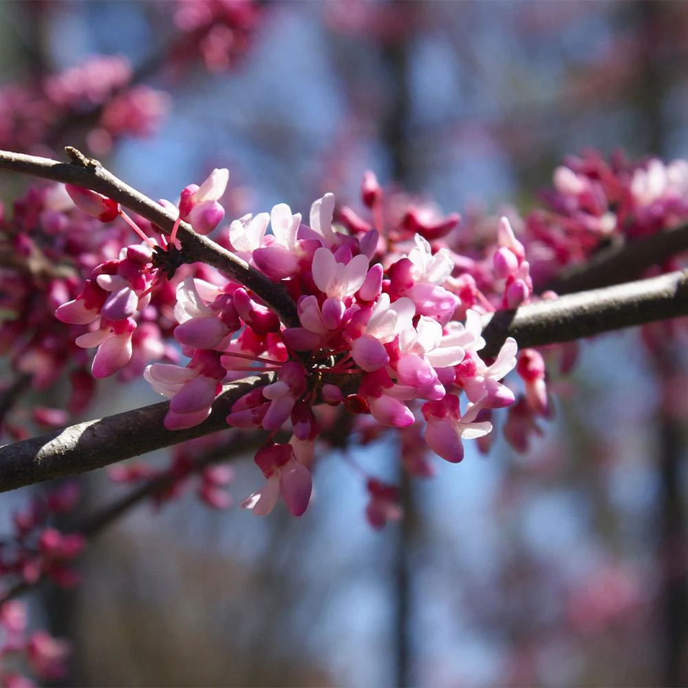 Bloomables® Carolina Sweetheart® Redbud Tree - Image 4