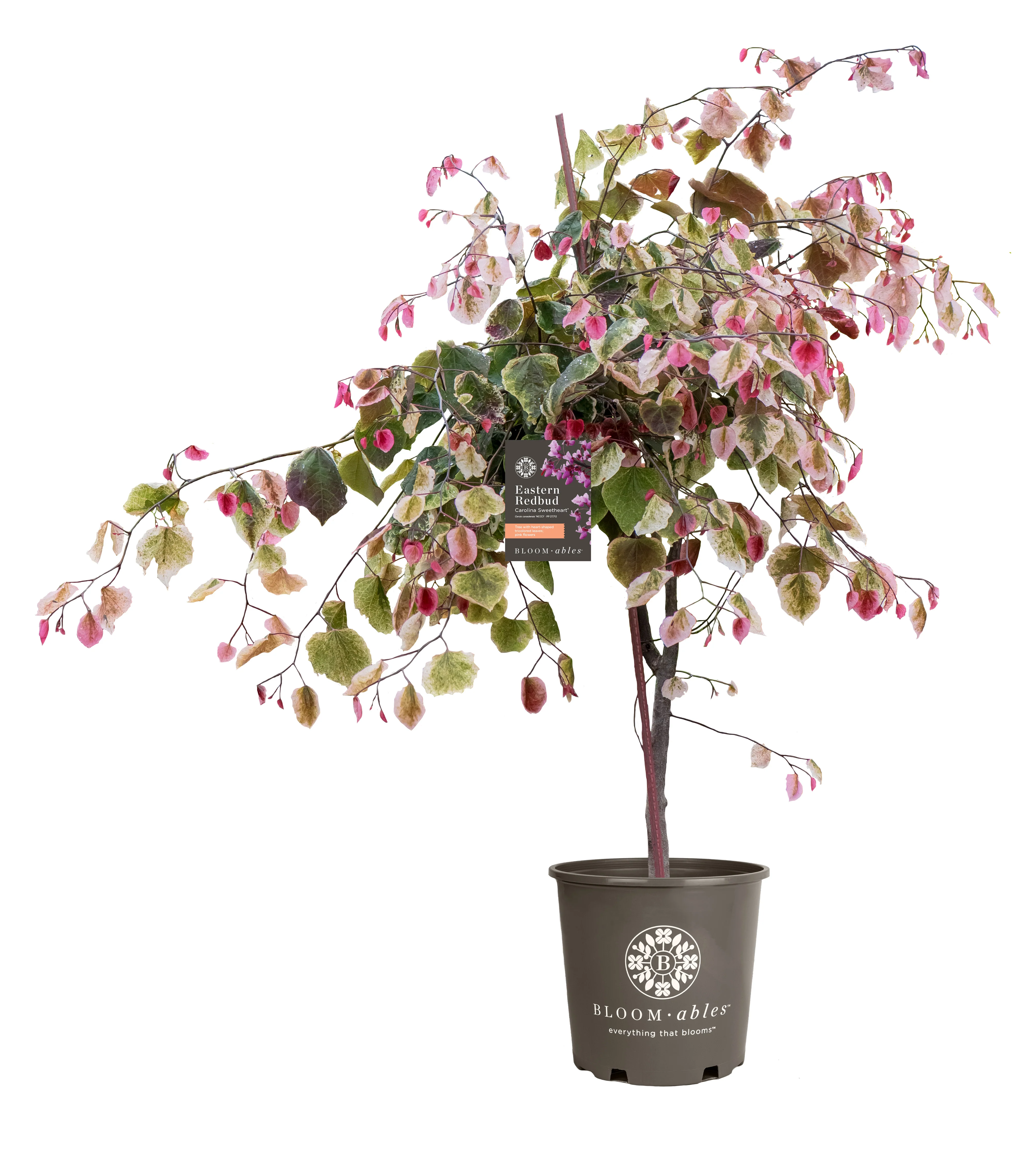 Bloomables® Carolina Sweetheart® Redbud Tree - Image 6