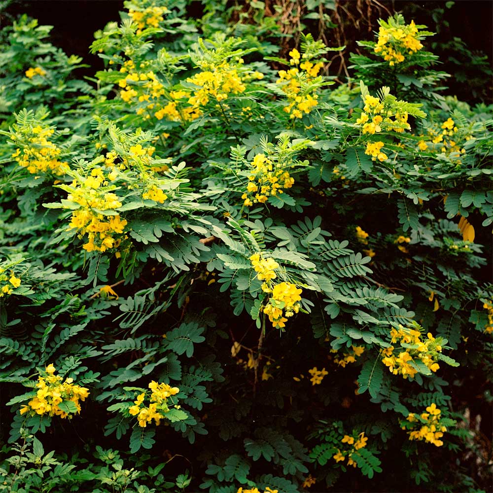 Cassia Tree - Image 2