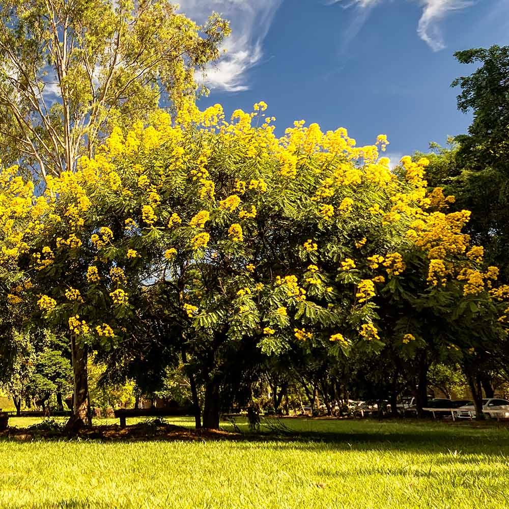 Cassia Tree - Image 3