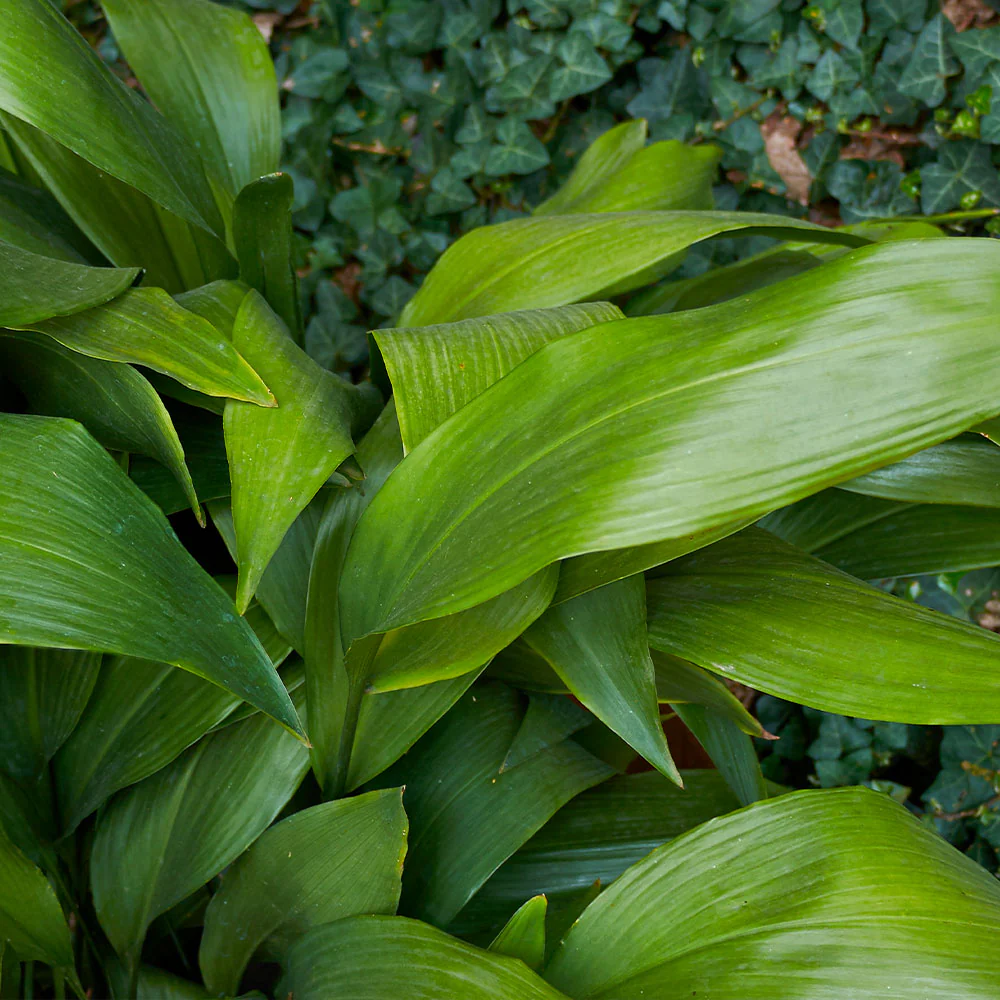 Cast Iron Plant - Image 3