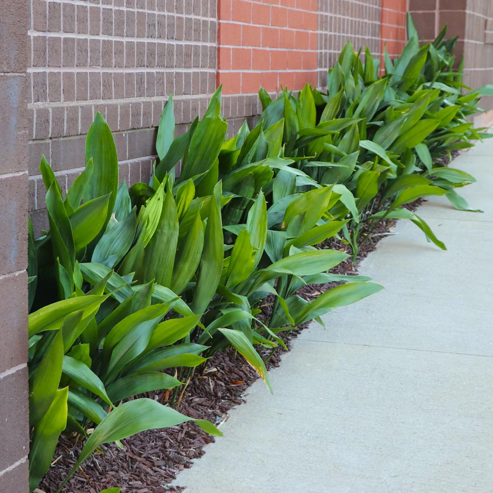 Cast Iron Plant - Image 5