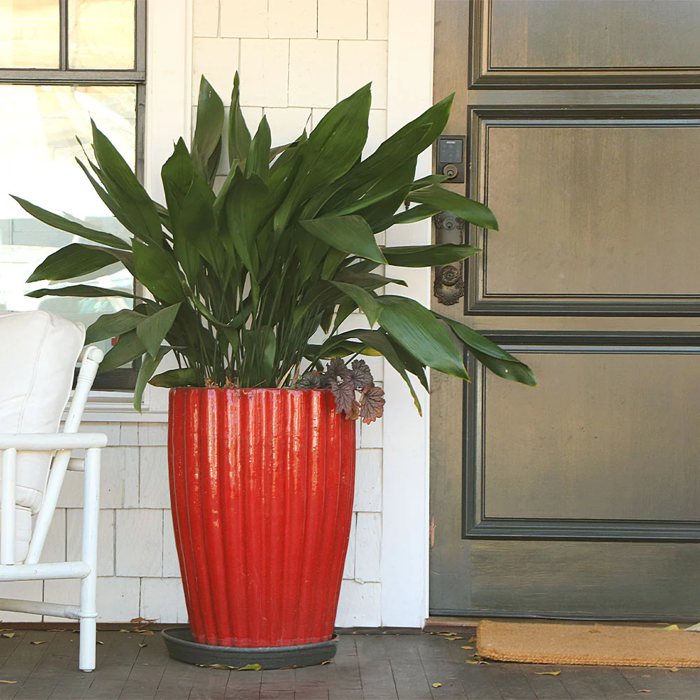 Cast Iron Plant - Image 6