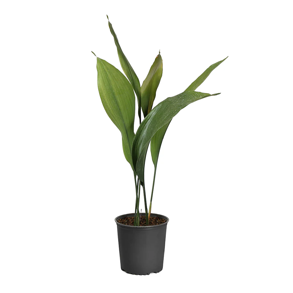 Cast Iron Plant - Image 7