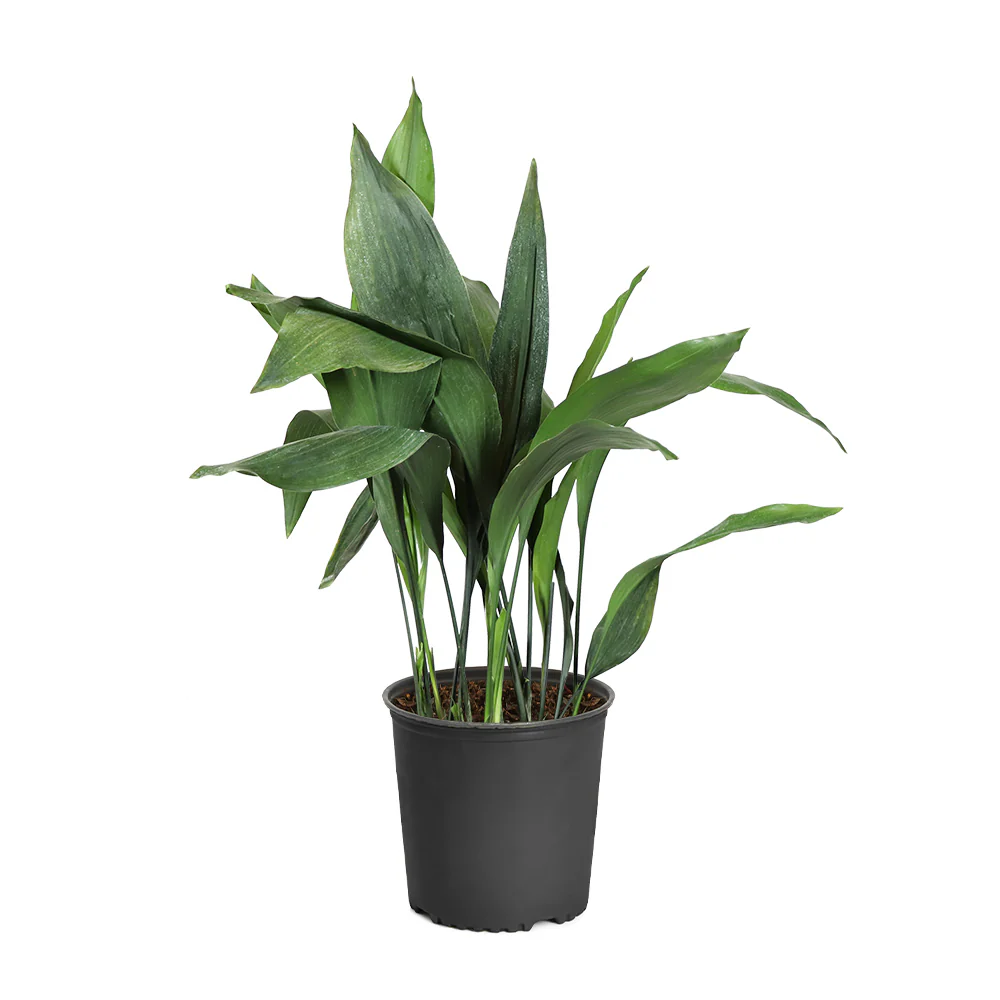 Cast Iron Plant - Image 8