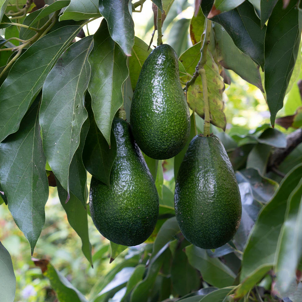 Catalina Avocado Tree - Image 2