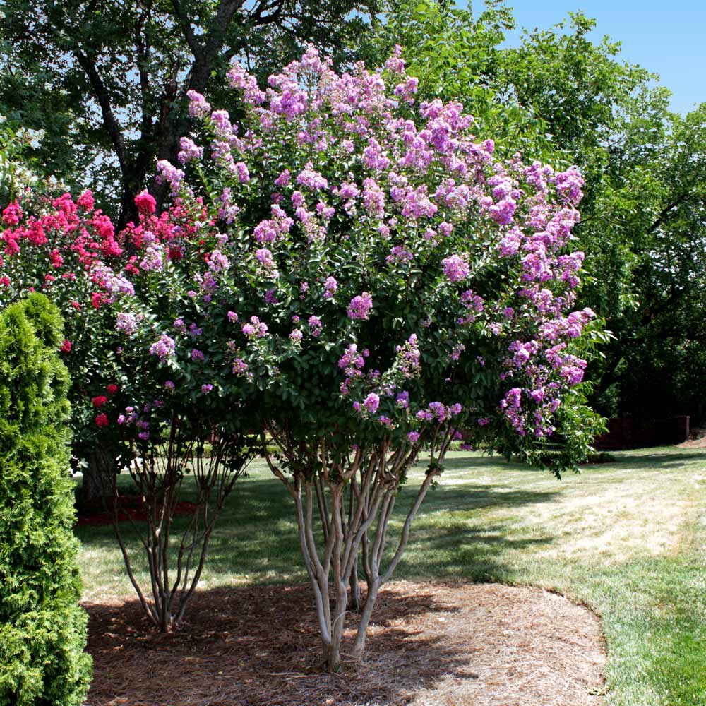 Catawba Crape Myrtle Tree California - Image 3