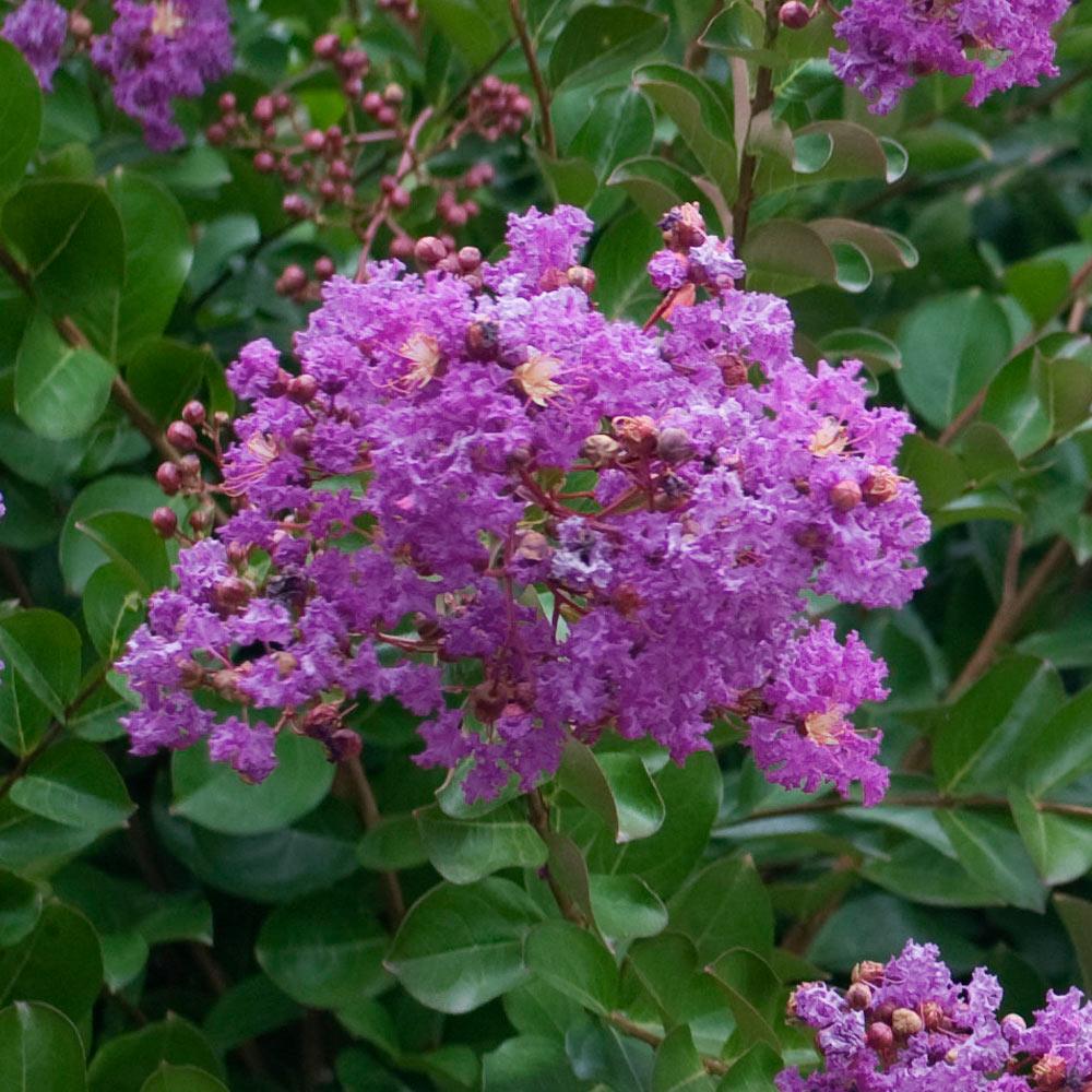Catawba Crape Myrtle Tree California - Image 4