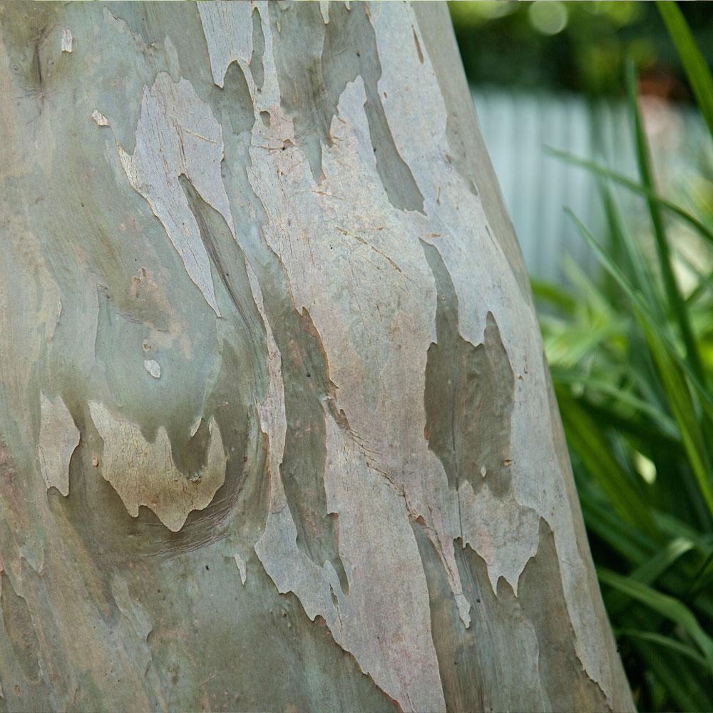 Catawba Crape Myrtle Tree California - Image 5