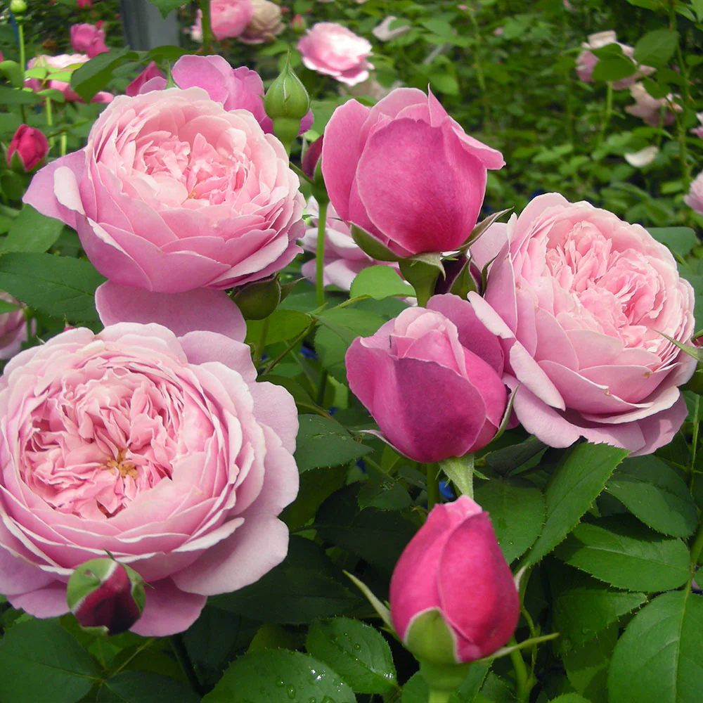 Cathedral Bells® Rose Shrub - Image 2