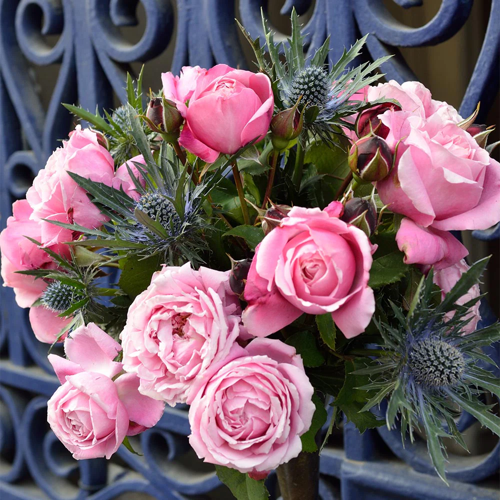 Cathedral Bells® Rose Shrub - Image 3