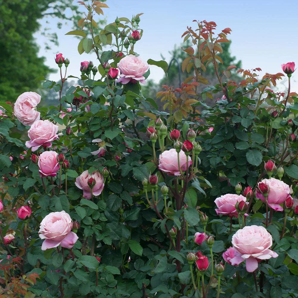 Cathedral Bells® Rose Shrub - Image 4