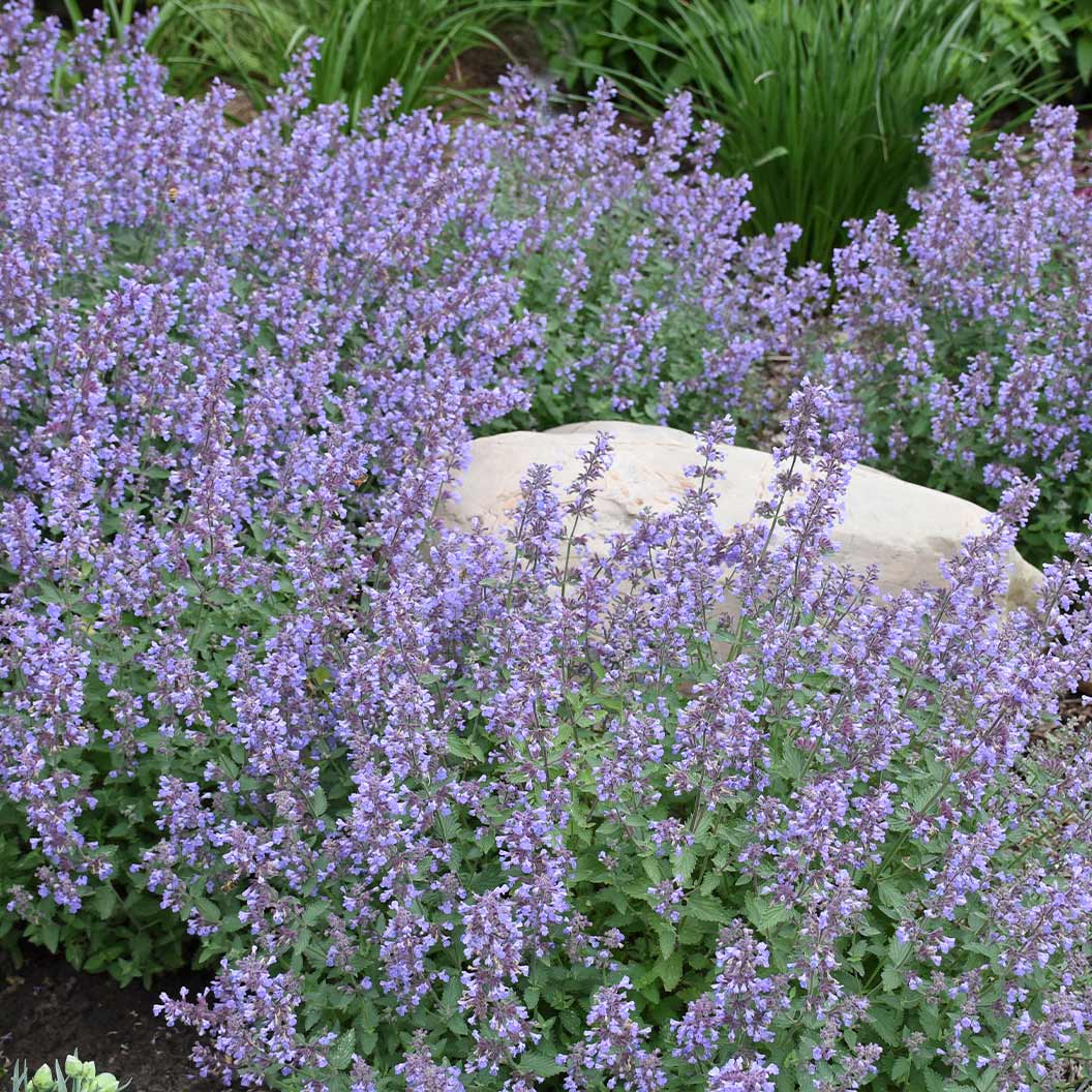 Proven Winners® Cat's Meow Nepeta - Image 2