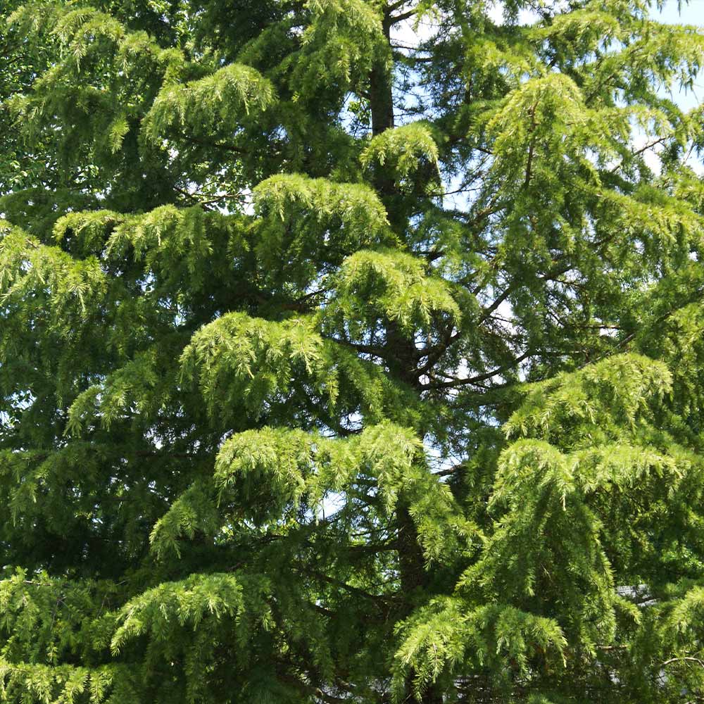 Deodar Cedar Tree - Image 3