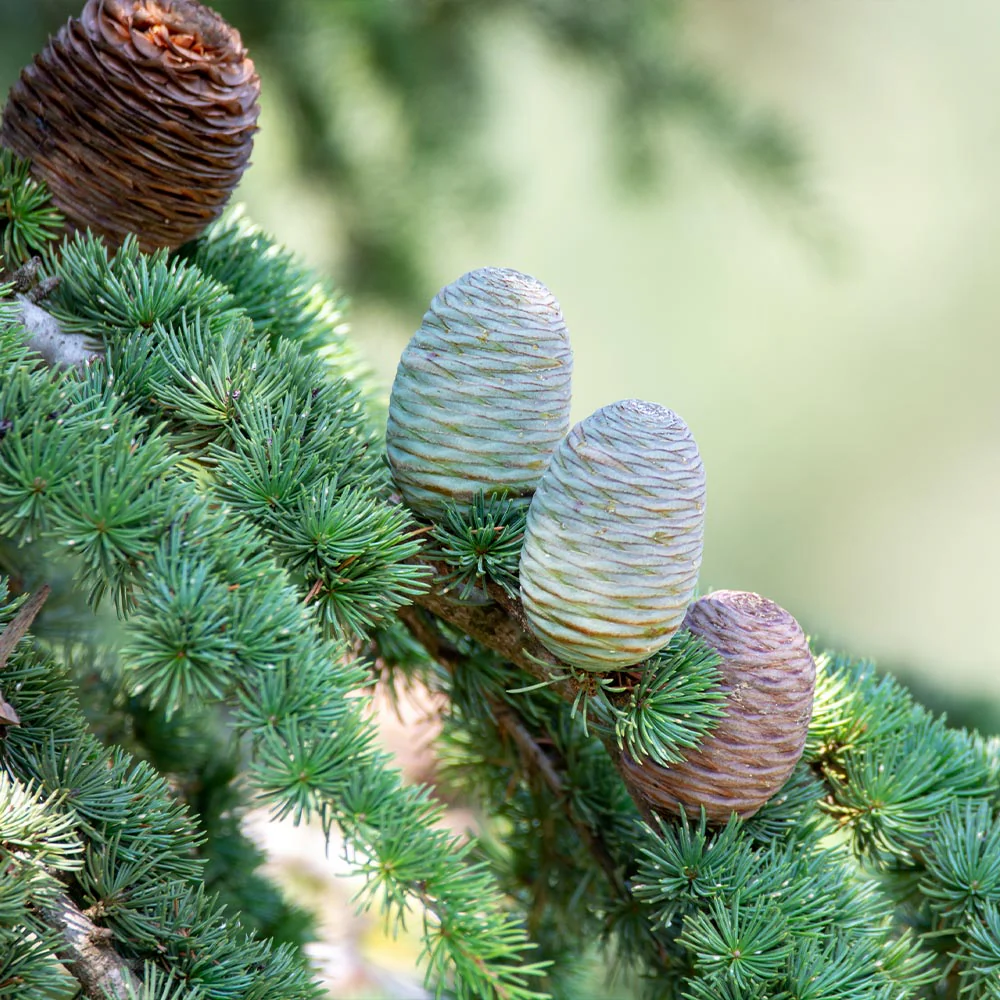 Deodar Cedar Tree - Image 4