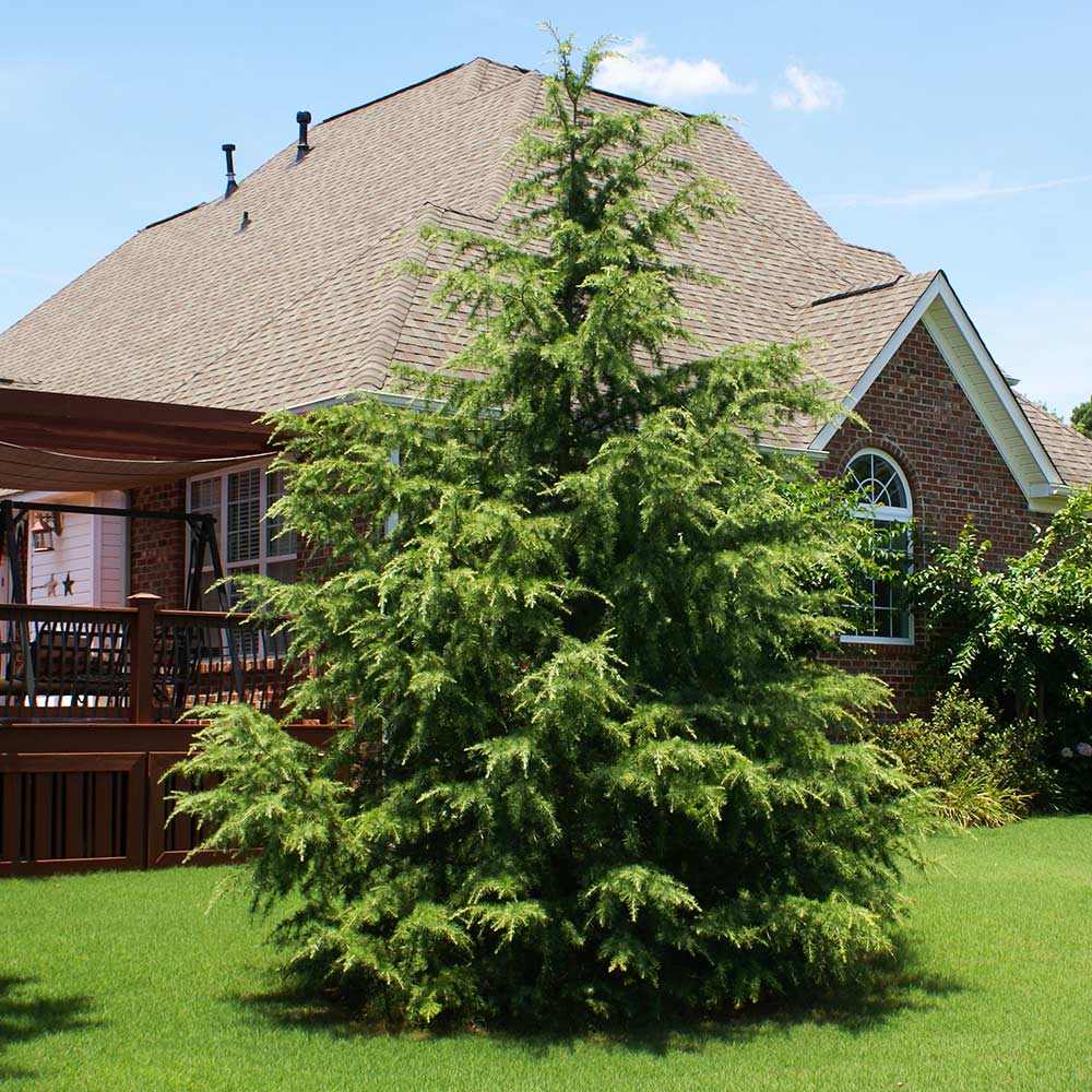 Deodar Cedar Tree - Image 5