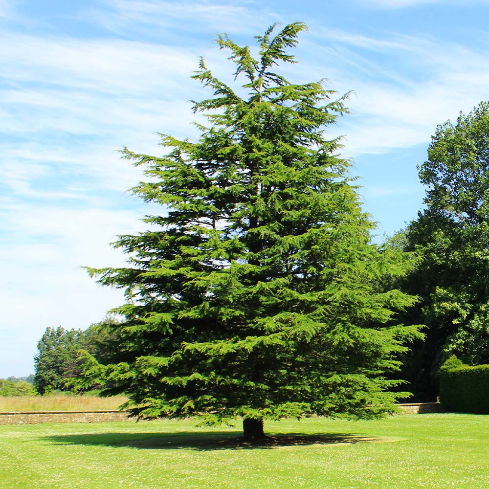 Deodar Cedar Tree - Image 6