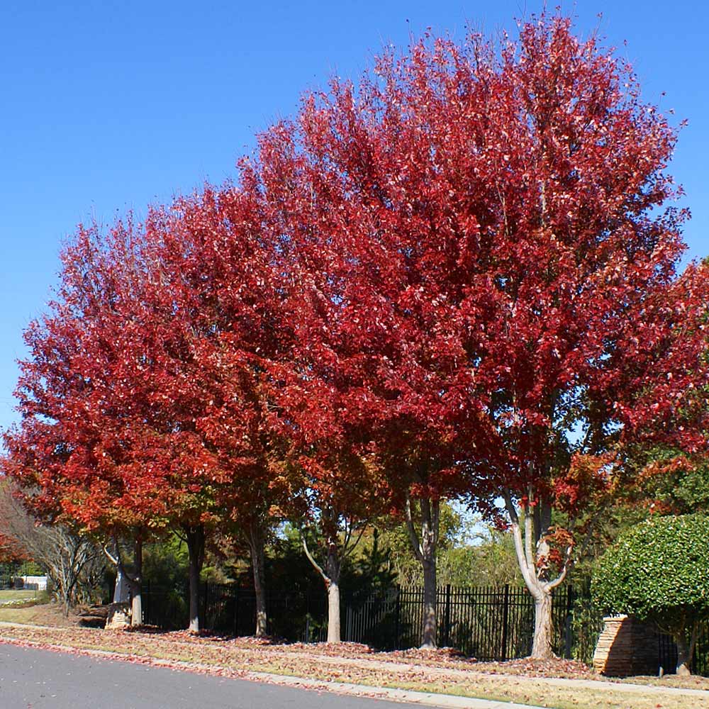 Celebration Maple Tree - Image 2